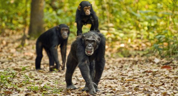 Chimpanze Trekking
