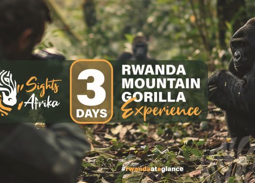 3 DAYS Experience RWANDA MOUNTAIN GORILLA