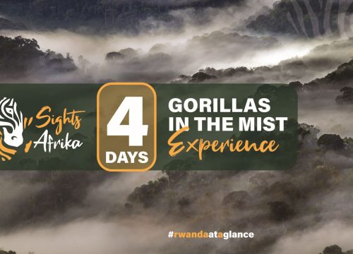 4 DAYS GORILLAS IN THE MIST Experience
