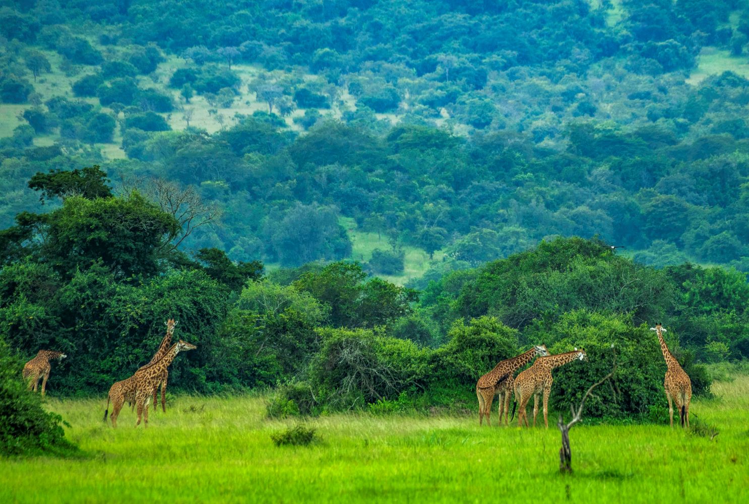 Akagera National Park