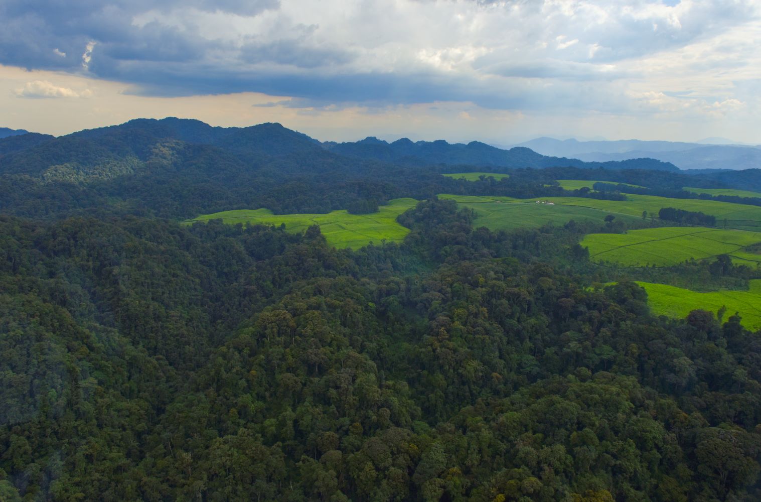 Nyungwe 